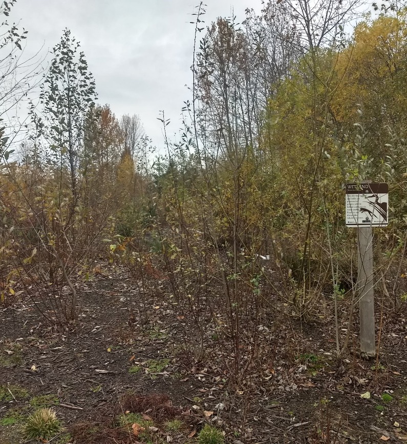 Covering Common Ground: Soil Management Plan Componants (online)