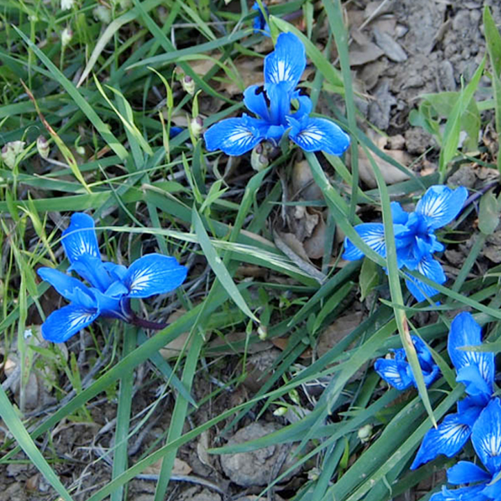 CANCELED - Spring Flowers