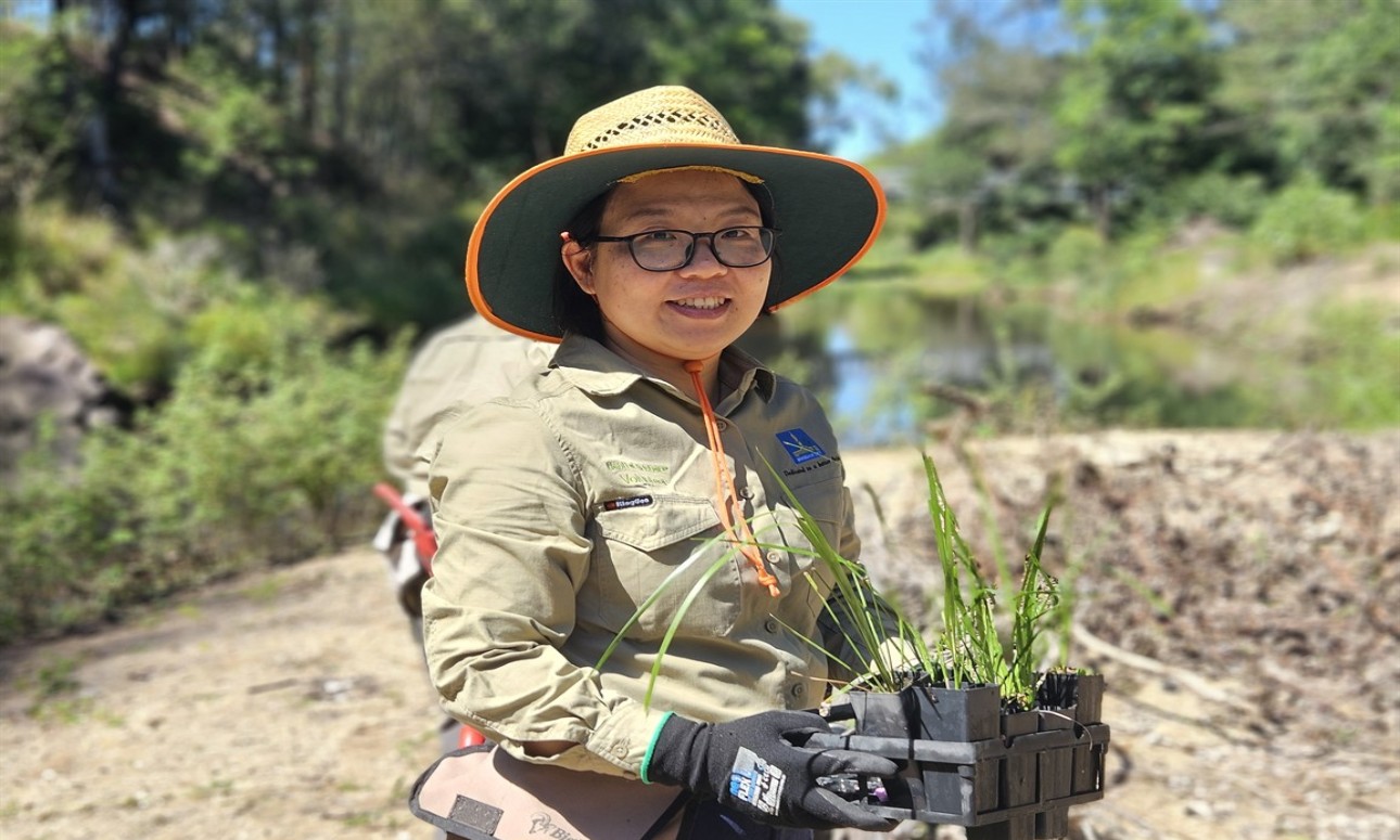 Volunteer Bushcare Working Bee - Nosworthy Park Bushcare Group