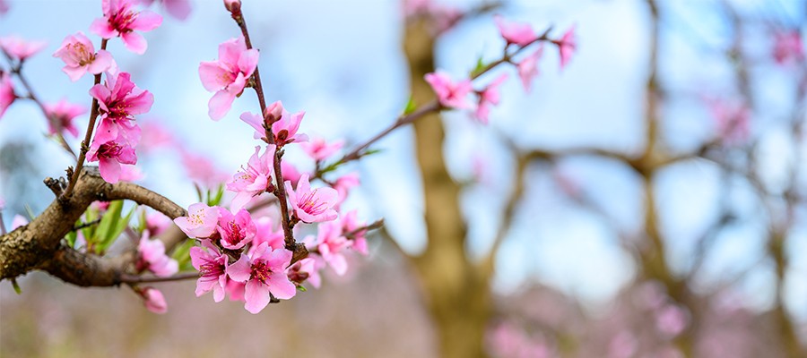 Raeburn Orchard Spring Blossoms
