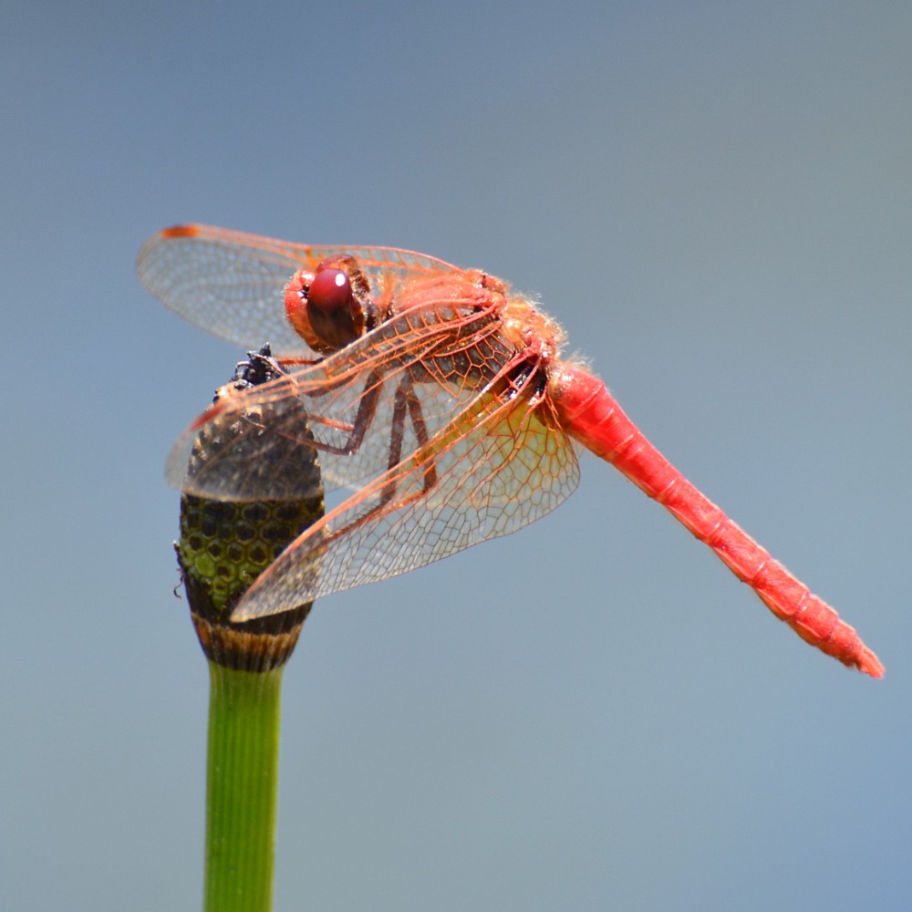 Lake Lagunitas Dragonflies