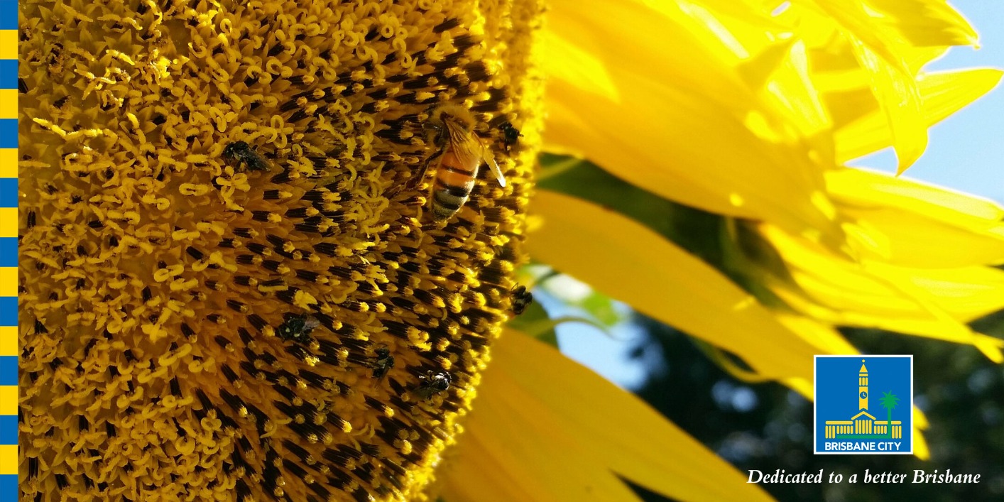 The Birds and the Bees - A story of pollination