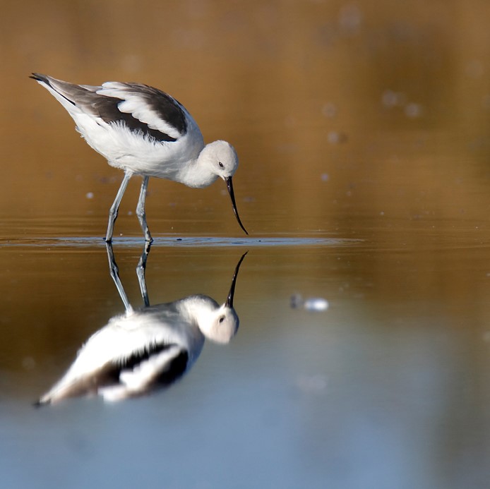 Senior Stroll: Bothin Marsh