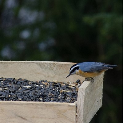 Are You Bird Ready for Winter? (online)