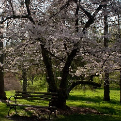 Master Pruner Series: Tree Pruning II