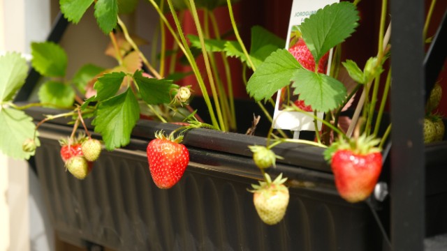 Go nuts about fruit in small spaces