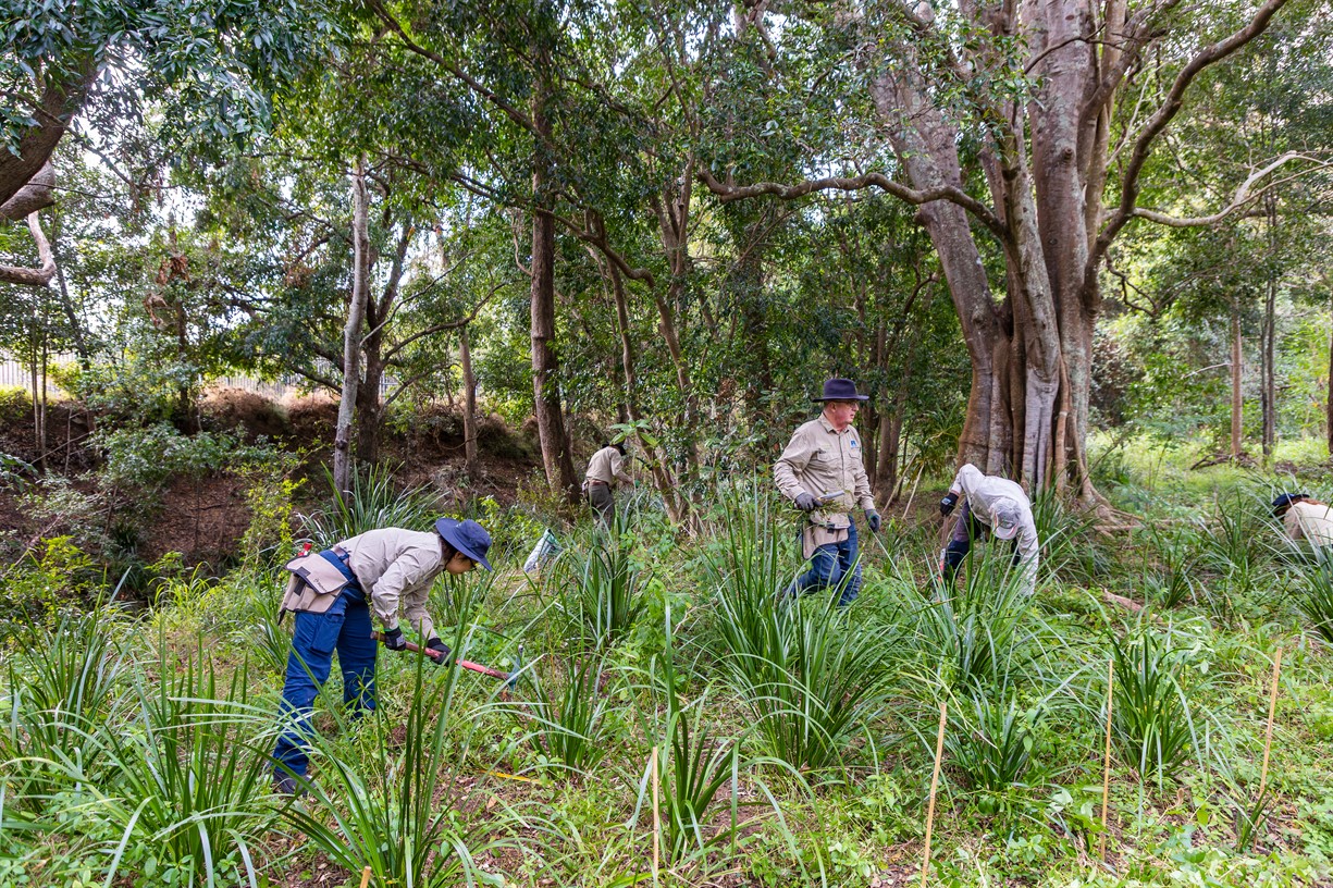 Volunteer Bushcare Working Bee - Brandon Road Bushcare Group