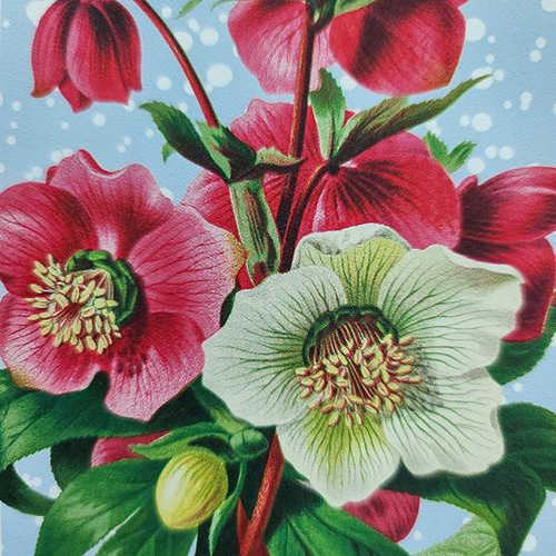 Drawing on Toned Paper: Winter Botanicals