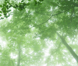 Thinking with Plants and Fungi Conference: An Interdisciplinary Exploration into the Mind of Nature