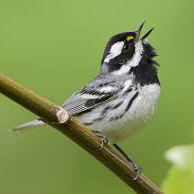 Lecture: Spring Birdsong