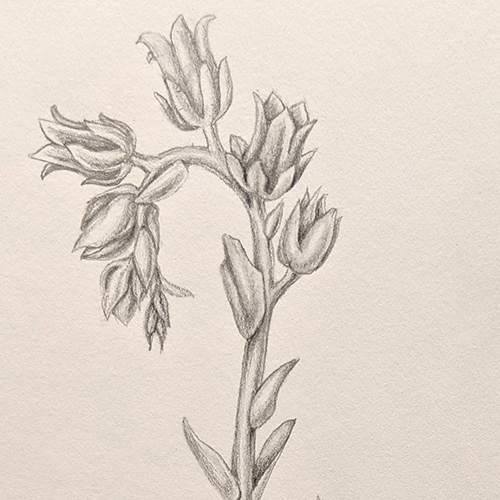 Botanical Illustration: Succulents and Cacti in Graphite