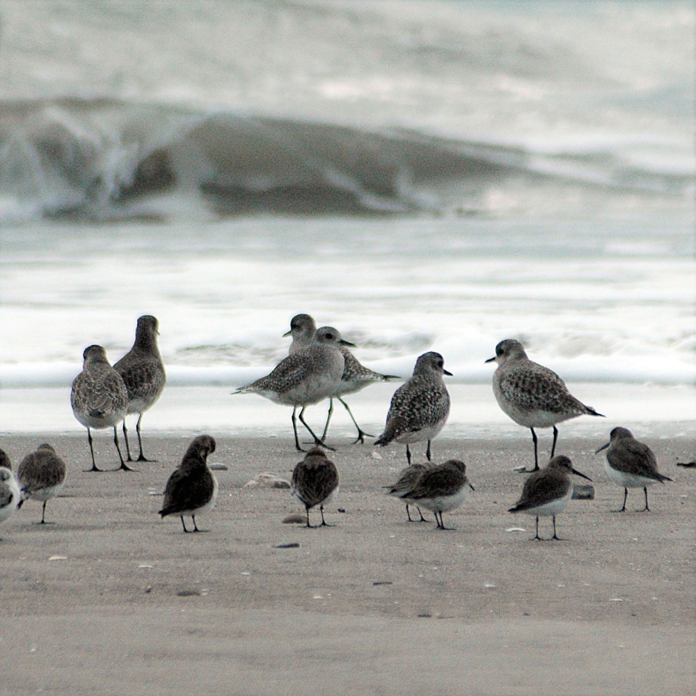 Birds of Limantour