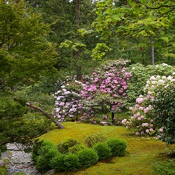 Master Pruner Series - Japanese Garden Pruning