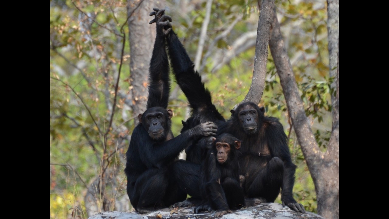 Wildlife and Wildfires: Chimp Behavior and Early Human Implications