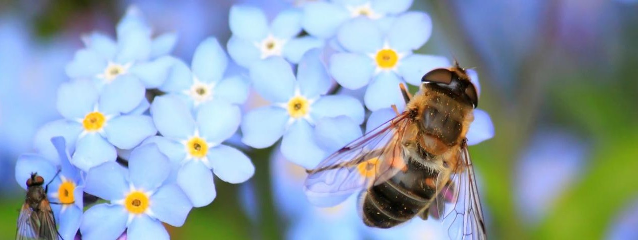 The buzz about native bees