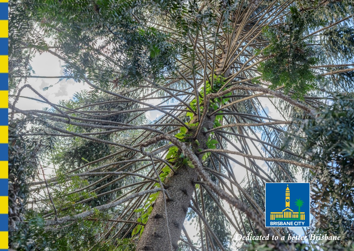 A walk back to Gondwana - Special quided walk - City Botanic Gardens