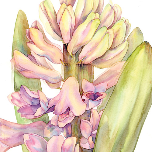 Botanicals in Watercolor I