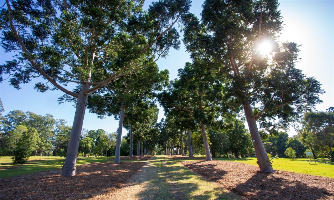 Sherwood Arboretum guided walk