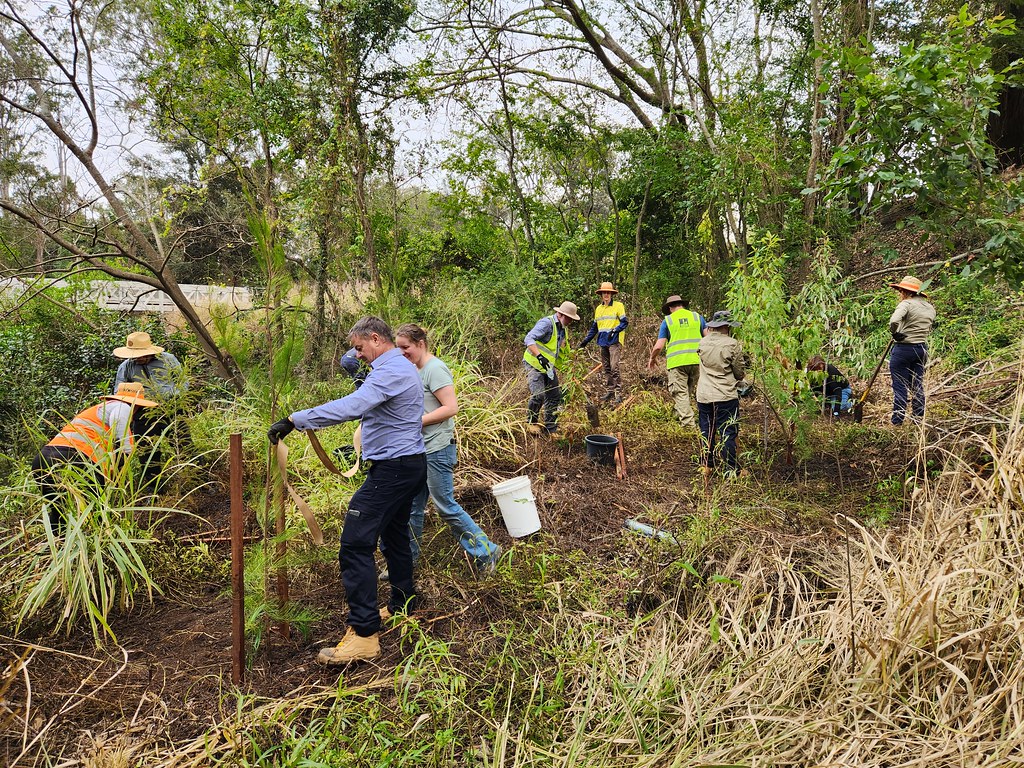 Volunteer Bushcare Working Bee - Sutling Street Bushcare Group