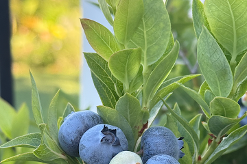 Free Workshop: Blueberries