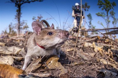 Dogs, Rats, and Goats! Oh My!: On the Wonderful World of Nonhuman Humanitarians  | Grit City Think&Drink
