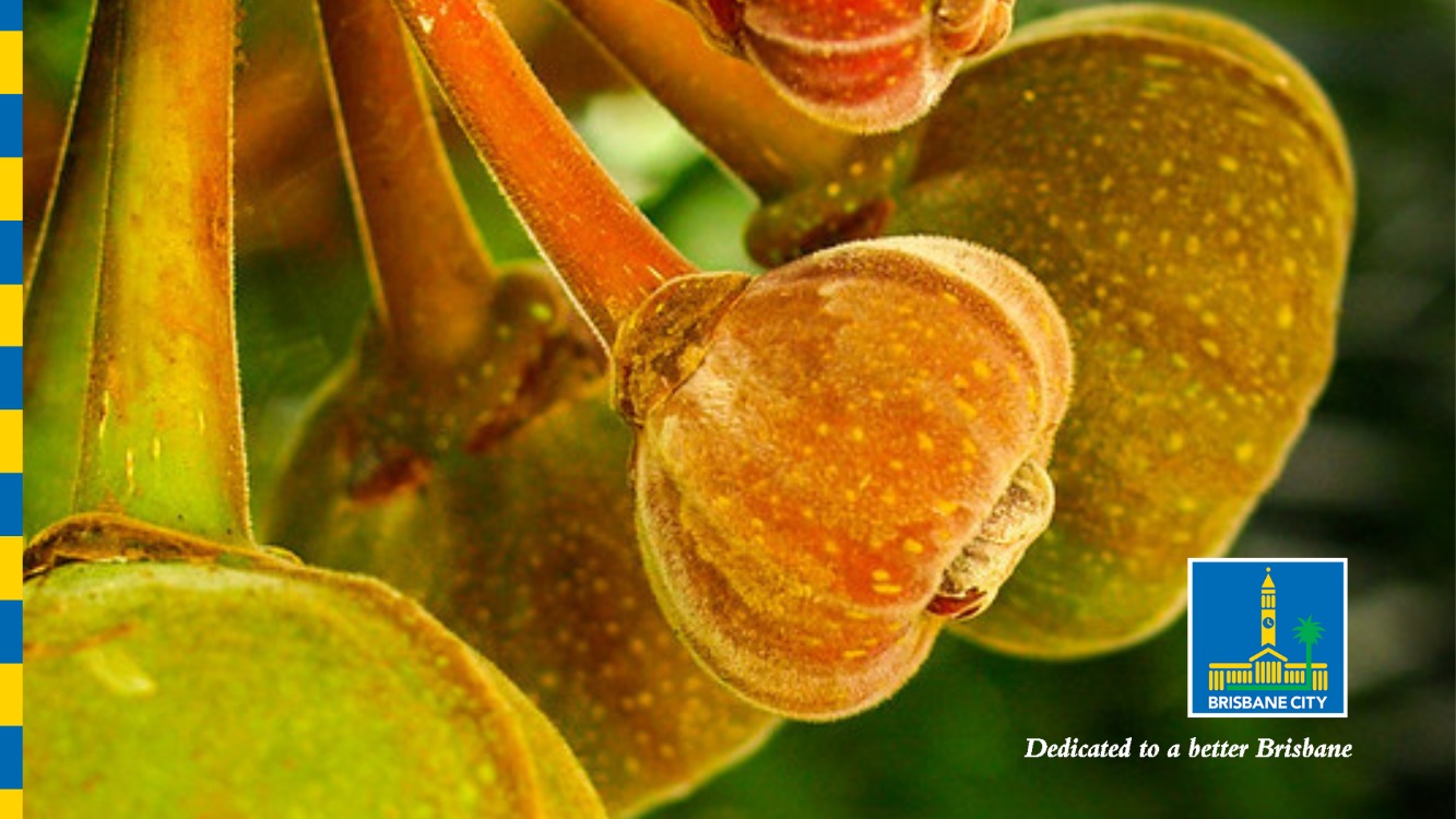 Special Guided Walk: Fantastic Figs
