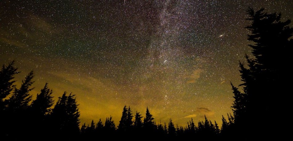 Lights Out: The Effects of Light Pollution on Bird Health