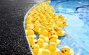 Duck Derby Race
