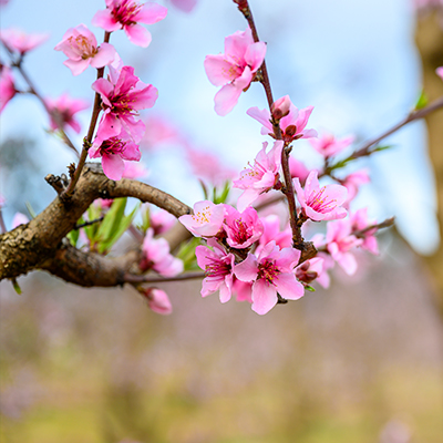 Raeburn Orchards Spring Blossom