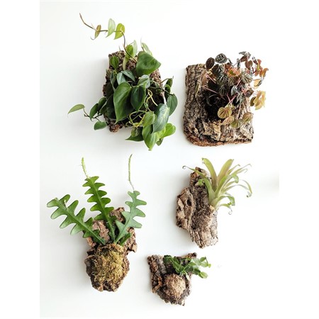 Beyond the Studio Workshop: Plant Mounting with Alicia Mazzara and Cielo Contreras
