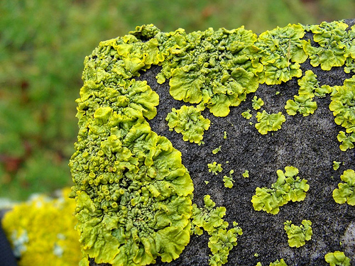 Arboretum Lichens (in-person)