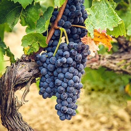 Grape Explorations: Chardonnay and Pinot Noir in Context