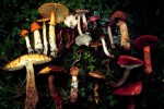 Collection of mushrooms of various shape and color