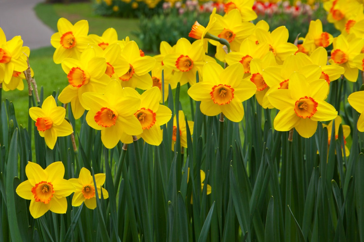 Yellow daffodil flowers