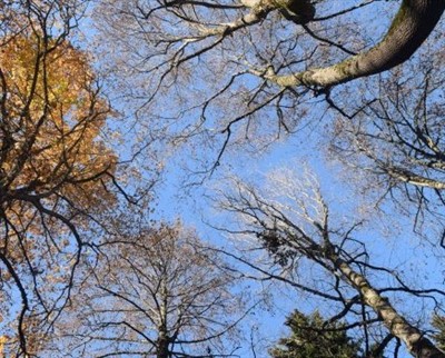 Arboretum Discovery Station - Arboretum Trees