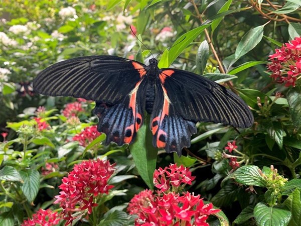 Play Date at NMNH: Exploring Color with Insects