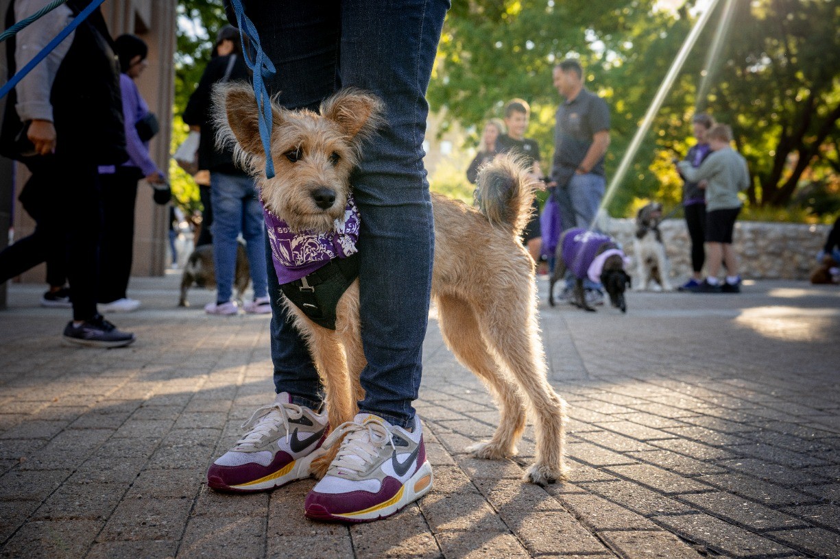 Purple Paw Parade 2026