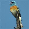 Loma Alta Birds and Flowers