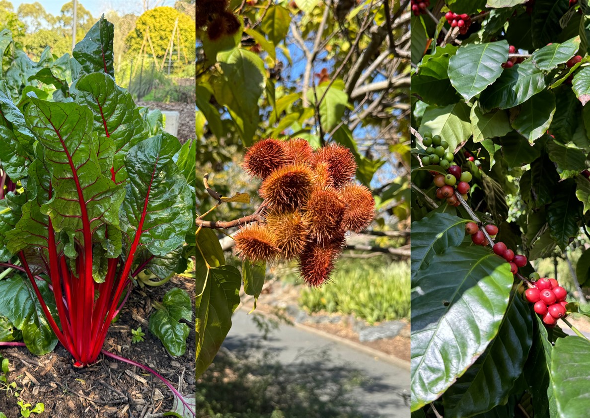 Special walk: Plants, flavours and food