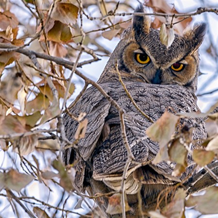 Great Horned Owls: Fleet and Mysterious