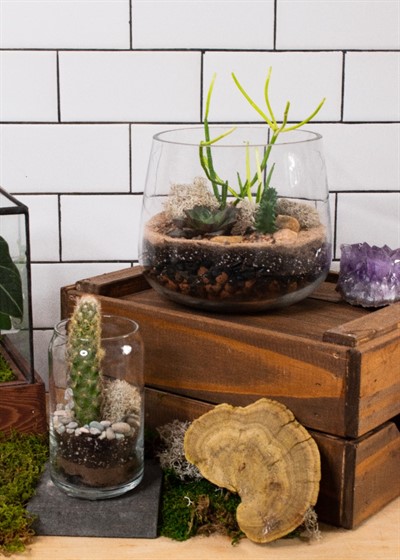 Terrarium Workshop (in-person)
