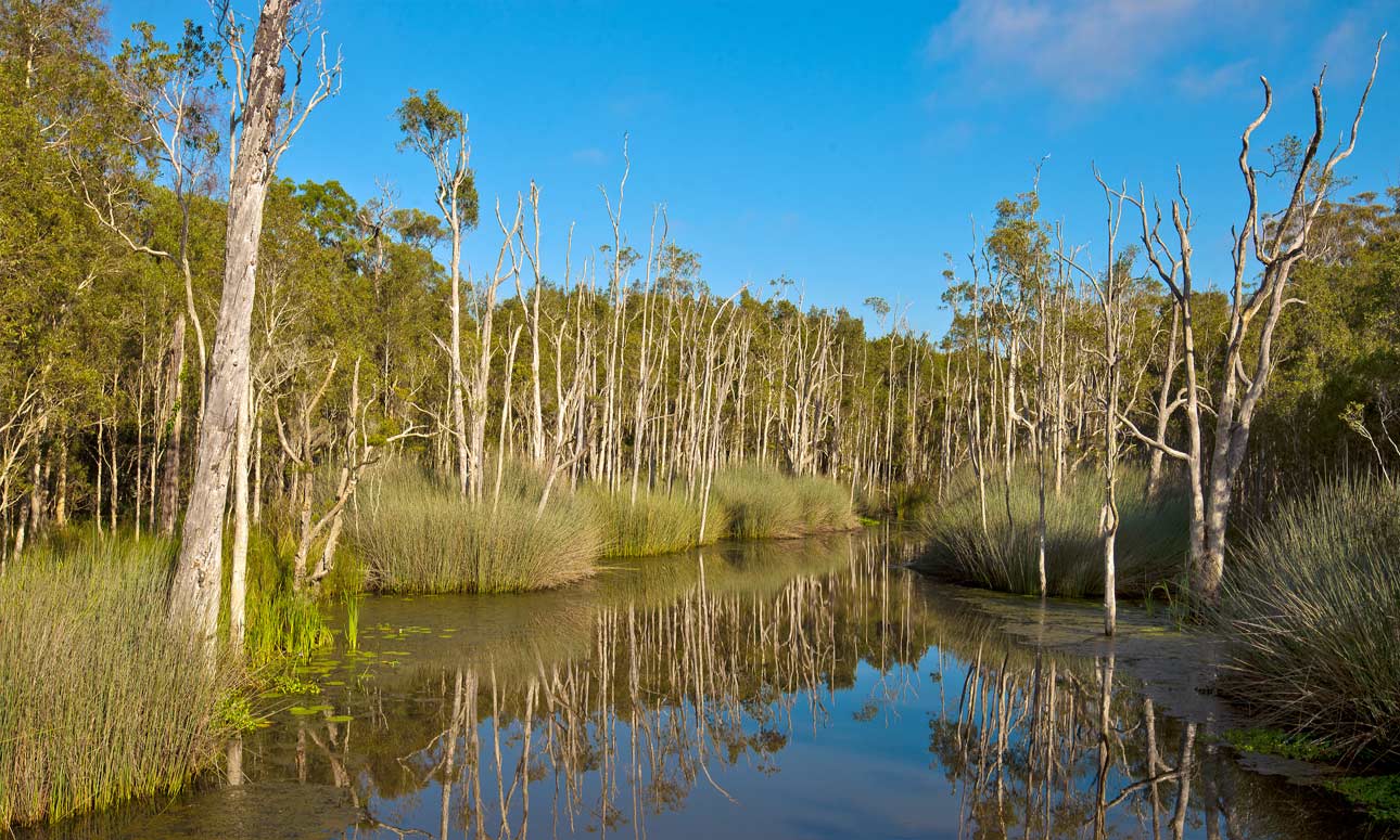 Guided discovery walk at Karawatha Forest