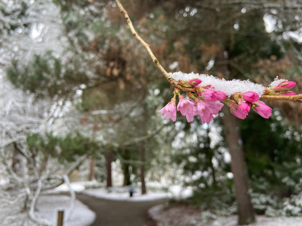 Snow on cherry blossoms