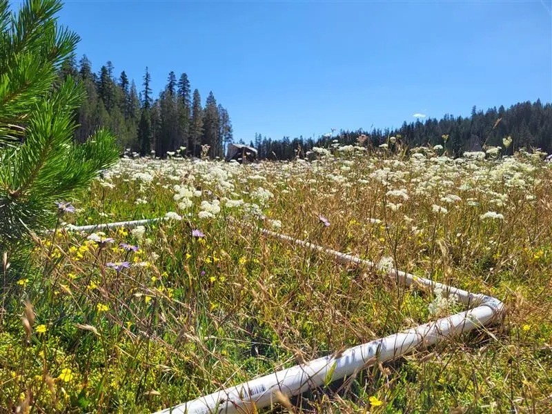 Public Site Tour & Volunteer Opportunity: Haskell Peak Meadows Restoration Project