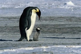 March of the Penguins in 35mm