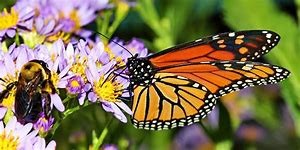 Sustainable Film Series: Pollinators Under Pressure