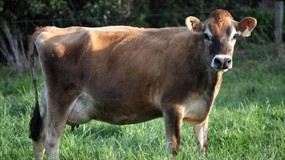 Weber County Dairy Days