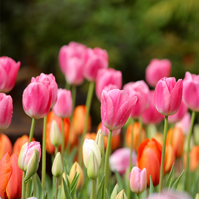 Araluen Tulip Festival