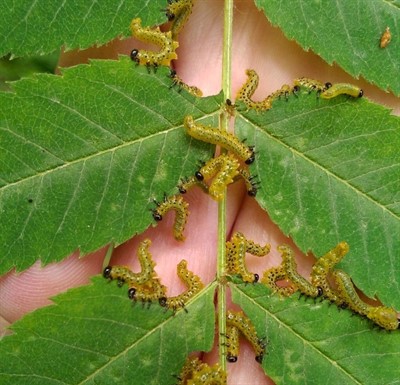 CANCELLED - Plant CSI: Diagnosing Plant Problems in the Summer Landscape (In-person)