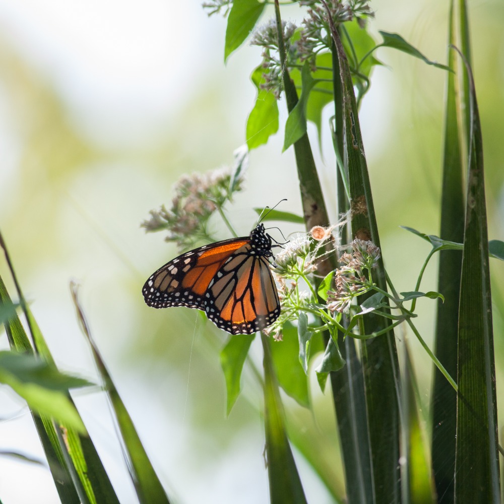 Outdoor Academy: Pollinator Party! (Morning Class)